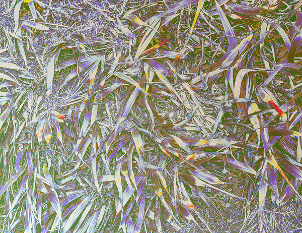 Many Grasses  Print