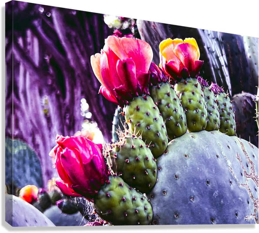 Cactus Group   Canvas Print