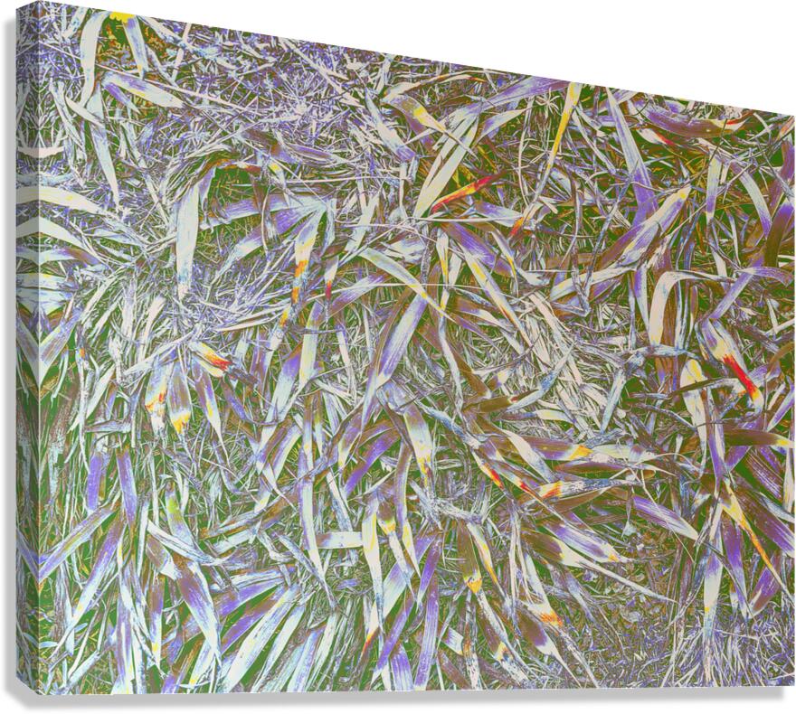 Many Grasses  Canvas Print