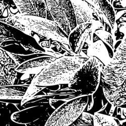 Leaves in Black and White