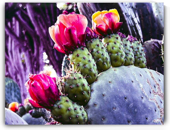 Cactus Group   by Barbara Jacobs