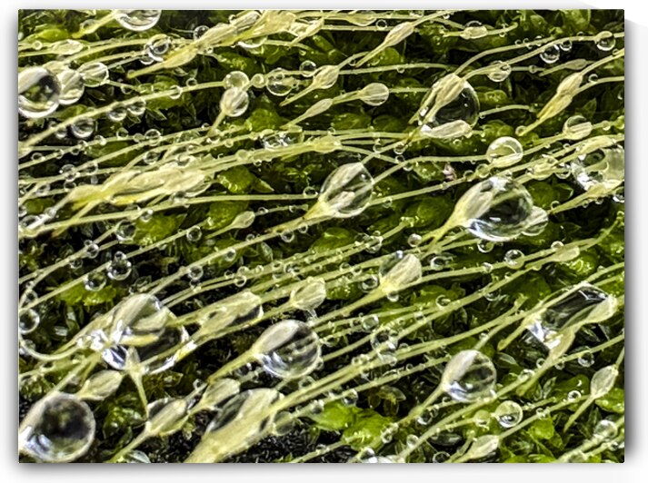 Essence by Barbara Jacobs