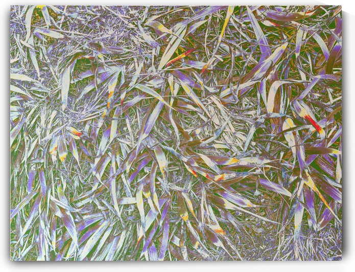 Many Grasses  by Barbara Jacobs