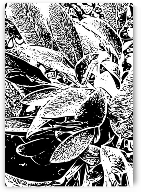 Leaves in Black and White by Barbara Jacobs