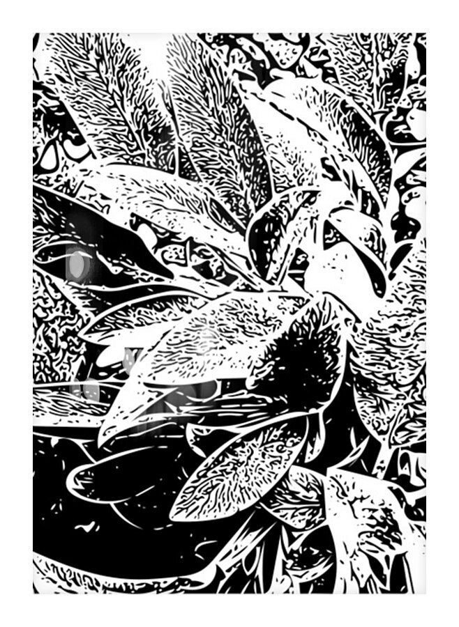 Leaves in Black and White Picture Frame print