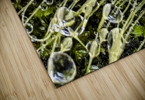 Essence Barbara Jacobs puzzle